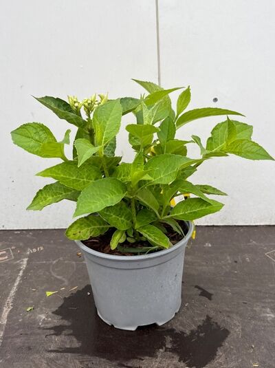 Bauern-Hortensie 'Bela' - Hydrangea macrophylla 'Bela ®'