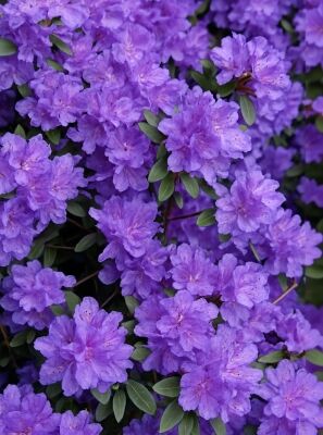 rhododendron blaukorn Blue Baron Rhododendron #2