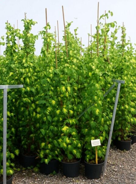 Elefantohr-Efeu Hedera colchica 'Sulphur Heart', 175–200 cm, C10, im Topf mit gelbgrün panaschierten Blättern an Stäben.