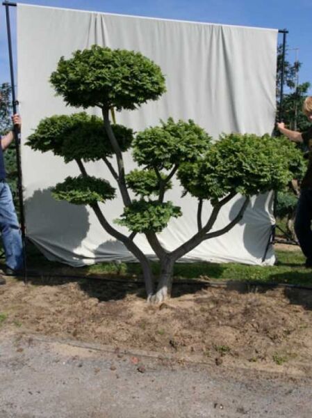 Garten-Bonsai Feldulme Ulmus minor 'Jacqueline Hillier', ca. 180 cm hoch, 230 cm breit, mehrstämmig mit runden Kronenpolstern