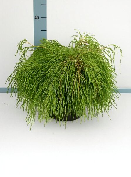Grüne Fadenzypresse (Chamaecyparis pisifera 'Filifera Nana') 50–60 cm breit, im Container C12, mit überhängendem Nadelwerk.