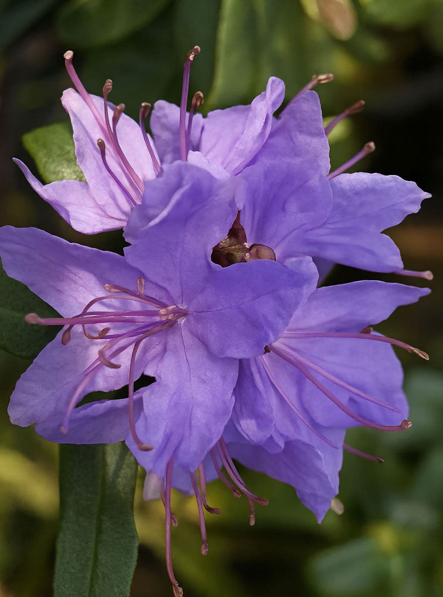 rhododendron p.j.m. elite 'PJM Elite Star' Rhododendron main image 0