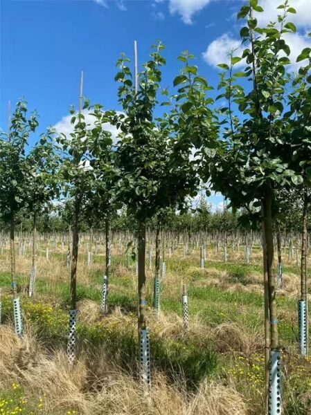 Malus domestica 'Elstar' / Apfel 'Elstar' Hochstamm 14-16 StU mit Drahtbaum, junger Stammbaum mit grünem Laub im Feldbestand.