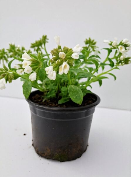 Pulmonaria officinalis 'Sissinghurst White' / Kleingeflecktes Garten-Lungenkraut 'Sissinghurst White' C2 im Topf mit weißen Blüten