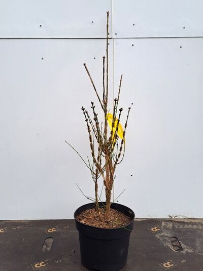 Geflügeltes Pfaffenhütchen / Korkspindel / Geflügeltes Pfaffenhütchen / Korkspindel