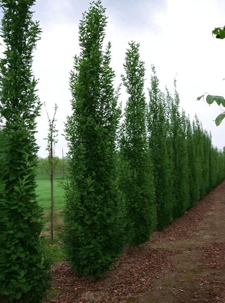 Quercus robur 'Fastigiata' / Säulen-Eiche, Pyramiden-Eiche 400-450 cm m. Db., schlank aufrecht wachsender Laubbaum in Reihe gepflanzt