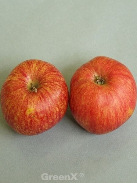 Apfel 'Roter Gravensteiner' / Apfel 'Roter Gravensteiner'
