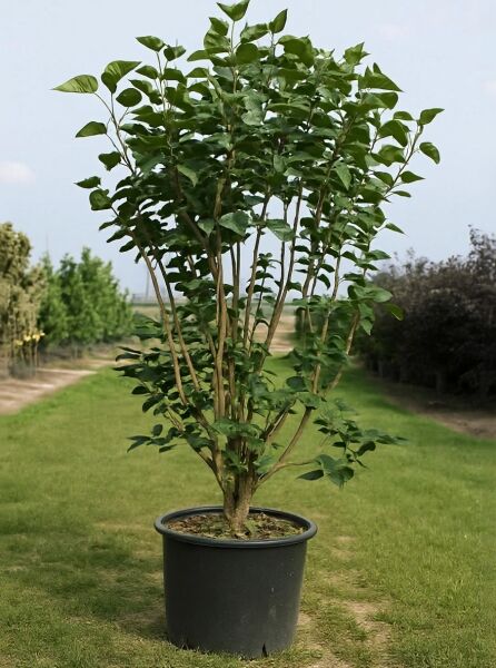 Gartenflieder (Syringa vulgaris) 'Charles Joly' 150-175 cm C50, mehrtriebiger Strauch im Container mit grünem Laub.