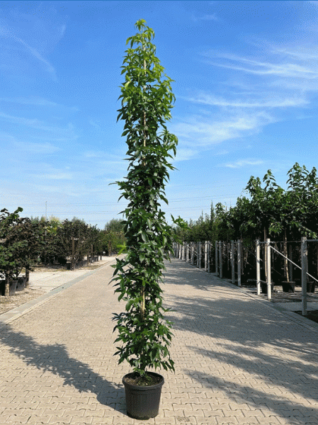 Liquidambar styraciflua 'Slender Silhouette' / Säulen-Amberbaum, säulenförmiger Baum im Topf, 250-300 cm, C50