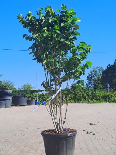 Chinesischer Judasbaum 'Avondale' 200-250 cm / Cercis chinensis 'Avondale' (1577139)