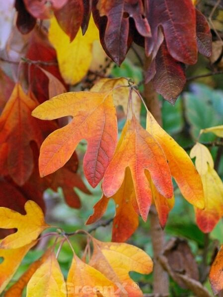 Sassafras albidum / Sassafrasbaum / Fenchelholzbaum / Nelkenzimtbaum