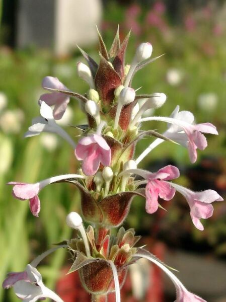 Morina longifolia (Steppendistel) mit rosa-weißen Blütenständen und stacheligen Hochblättern, Nahaufnahme der Blüte