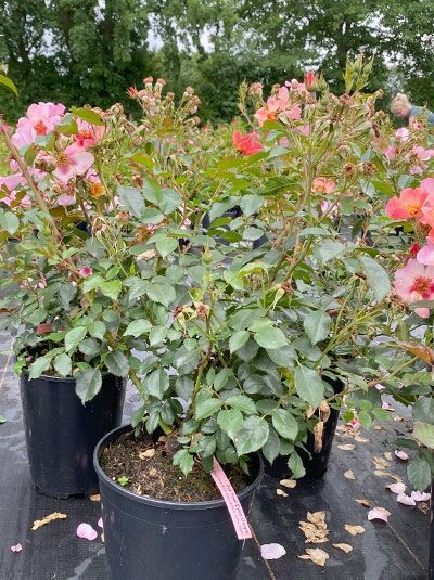 Strauchrose Rosa 'For your eyes only' C5 im Topf, grünes Laub mit mehreren rosa Blüten und Knospen am Strauch.