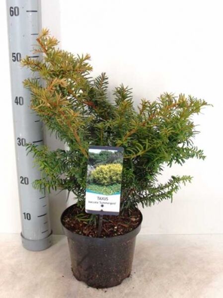 Taxus baccata 'Summergold' (Gelbe Kissen-Eibe) im C3-Topf, 30–40 cm, kompakter Wuchs mit gelbgrünen Triebspitzen