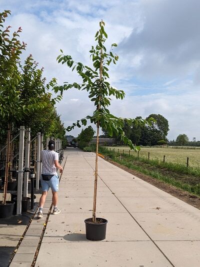 Prunus avium 'Regina' / Süßkirsche 'Regina' Hochstamm 10-12 StU im Container, junger Baum mit aufrechtem Stamm und Krone