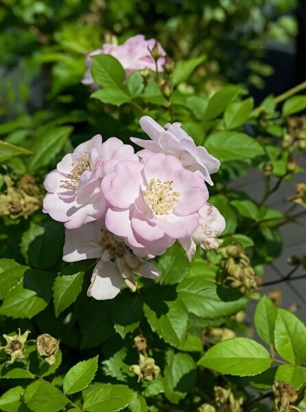 Rosa 'Perennial Blush' / Kletterrose 'Perennial Blush' mit zartrosa, halbgefüllten Blüten und gelben Staubgefäßen am Laubtrieb