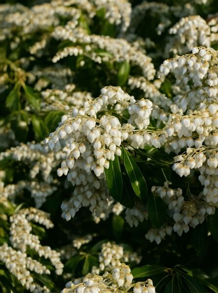 Pieris japonica 'White Cascade' / Japanische Lavendelheide 'White Cascade' mit weißen, glockenförmigen Blütentrauben und grünen Blättern