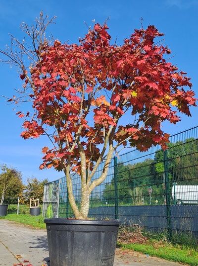 Weinblättriger Japan-Ahorn 200-250 cm (874364) / Acer japonicum &#039;Vitifolium&#039;