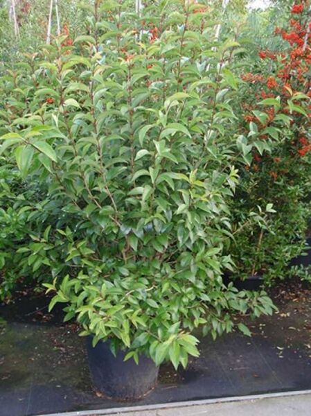 Japanischer Liguster / Japanischer Liguster