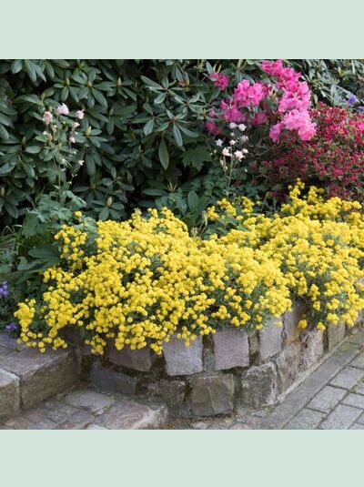 Alyssum saxatile 'Compactum' / Steinkraut 'Compactum'