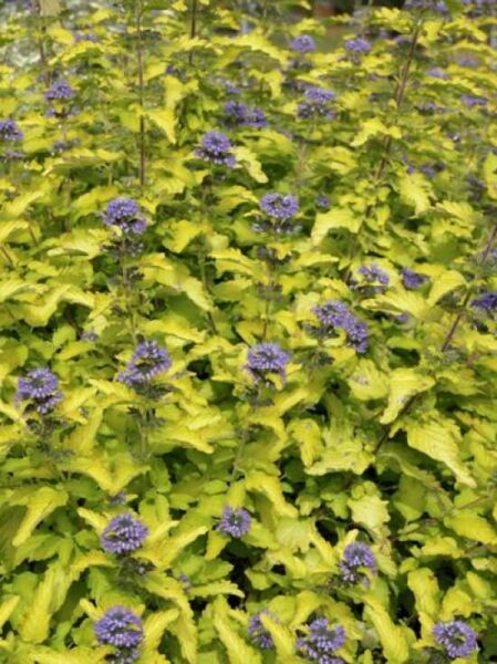 Bartblume 'Hint of Gold' / Caryopteris clandonensis 'Hint of Gold'