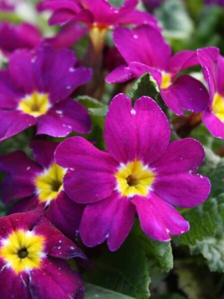 Garten-Teppich-Primel 'Dr. van Vlenthen' / Primula pruhoniciana 'Dr. van Vlenthen'