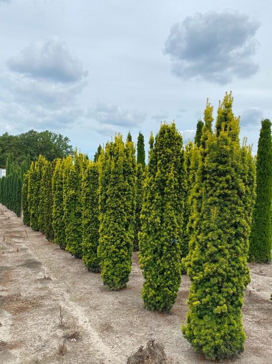 Gelbe Sulen-Eibe - Taxus baccata 'Fastigiata Aurea' (Synonym: Taxus baccata  'Fastigiata Aureomarginata')