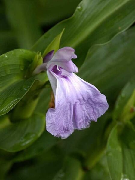 Roscoea purpurea / Purpur-Scheinorchidee / Ingwerorchidee