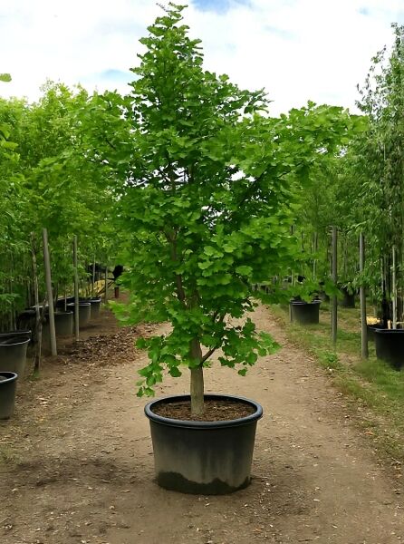 Ginkgobaum (Ginkgo biloba) im Container C130, 250–300 cm, mit grünen fächerförmigen Blättern und aufrechtem Stamm.