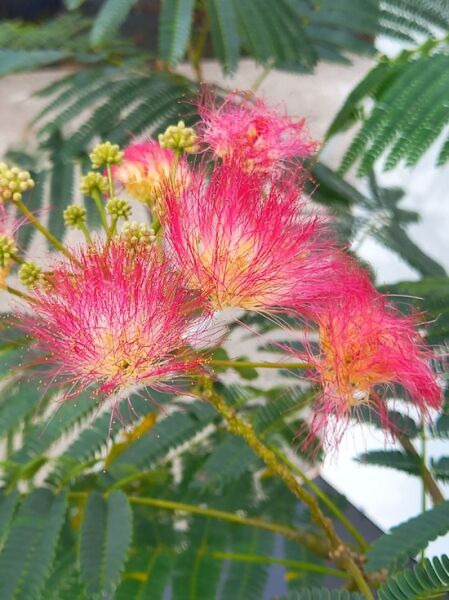 Albizia julibrissin 'Ombrella' (Seidenbaum) mit pinken Pinselblüten und gefiederten Blättern, Nahaufnahme der Blütenstände