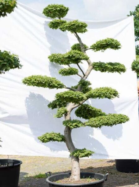 Garten-Bonsai (615) / Ulmus minor 'Jacqueline Hillier' H: 280 cm B: 150 cm