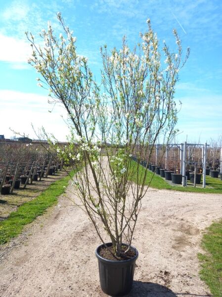 Buschige Prunkspiere / Buschige Prunkspiere