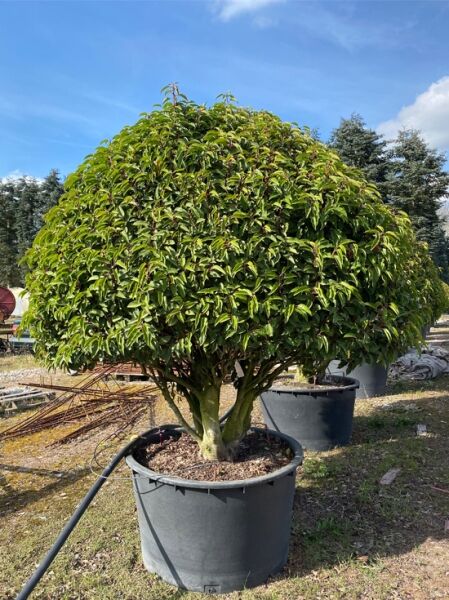 Portugiesischer Kirschlorbeer 'Angustifolia' Schirm Nr. 1355 / Portugiesischer Kirschlorbeer 'Angustifolia' Schirm Nr. 1355