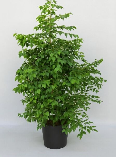 Styrax japonicus (Japanischer Storaxbaum) 175–200 cm im Container C50, mehrstämmiger Baum mit dichtem grünem Laub.