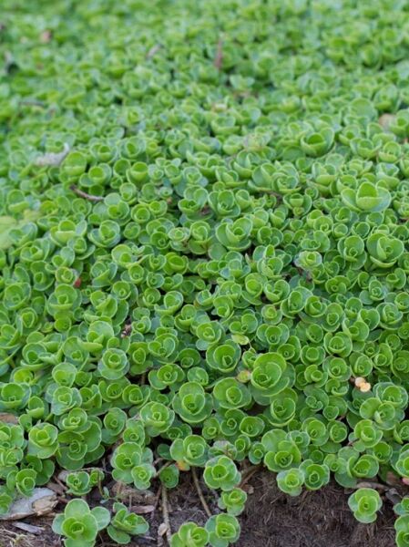 Sedum spurium 'Album Superbum' / Teppich-Fettblatt