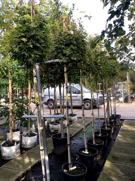 Grüner Hänge-Fächer-Ahorn 'Ryusen' (Acer palmatum 'Ryusen') auf Stamm, Hochstamm im Container mit grünem Laub und Stütze.