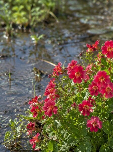 Garten-Gauklerblume 'Bonfire Red'' - Mimulus 'Bonfire Red'