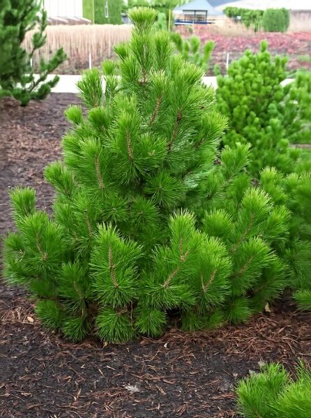 Pinus heldreichii (Schlangenhaut-Kiefer) Solitär 125-150 cm m. Db., buschiger Wuchs mit dichten grünen Nadelbüscheln