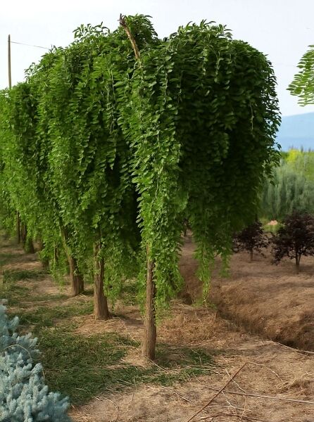 Sophora japonica 'Pendula' – Hängender Perlschnurbaum/Honigbaum Hochstamm 20-25 StU, überhängende Krone mit grünem Laub