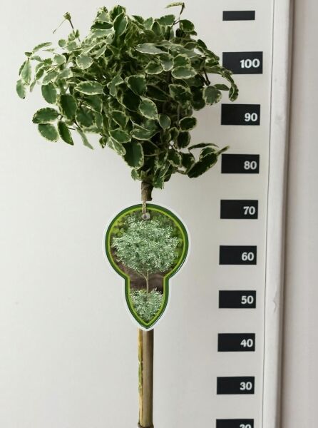 Euonymus fortunei 'Emerald'n Gaiety' (Spindelstrauch/Kriechspindel) Stämmchen, 80 cm Stamm, im Topf, grün-weiß panaschiert.