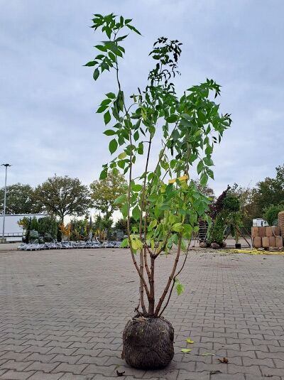 Sambucus nigra / Schwarzer Holunder 175-200 cm m. Db., mehrtriebiger Strauch im Ballen mit grünem Laub.