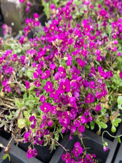 Gänsekresse 'Little Treasure Deep Rose' - Arabis caucasica 'Little Treasure Deep Rose'