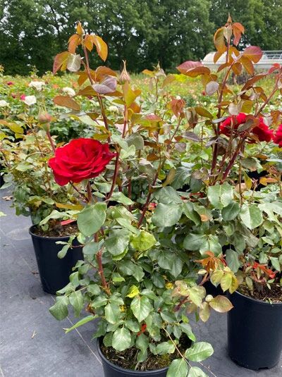 Edelrose 'Marlene' (Rosa 'Marlene') im C5-Container, Rosenstrauch mit roten Blüten und grünem Laub.
