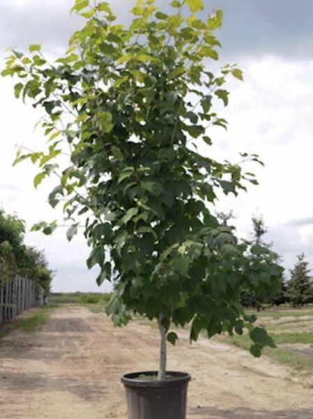 Acer pensylvanicum (Streifen-Ahorn) 175–200 cm, C20, junger Baum im Topf mit grünem Laub und schlankem Stamm.