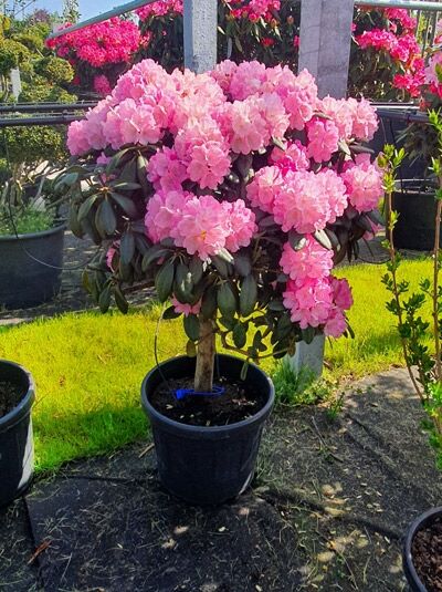 Rhododendron 'Schirmform' H: 110 cm B: 80 cm (546291) / Rhododendron yakushimanum Schirmform
