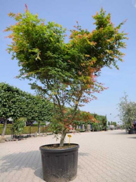 Japanischer Ahorn / Fächer-Ahorn 'Deshojo'  / Acer palmatum 'Deshojo'