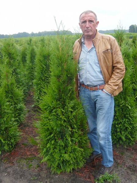 Thuja plicata 'Excelsa' / Lebensbaum 'Excelsa' 150-175 cm m. B., aufrecht wachsendes Nadelgehölz im Ballentopf