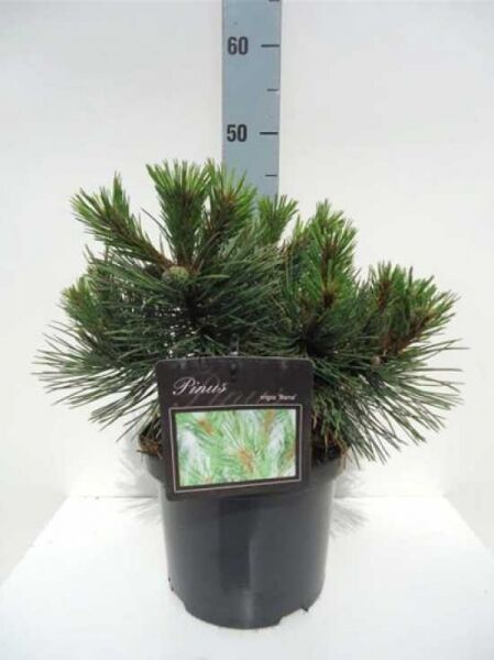 Pinus nigra 'Nana' / Zwerg-Schwarzkiefer 25-30 cm C3, kompakter Nadelgehölz-Strauch im schwarzen Topf mit dunkelgrünen Nadeln