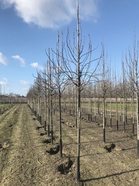 Pyrus communis 'Triumph de Vienne' / Birne 'Triumph de Vienne' Hochstamm 12-14 StU, junger Obstbaum ohne Laub im Bestand