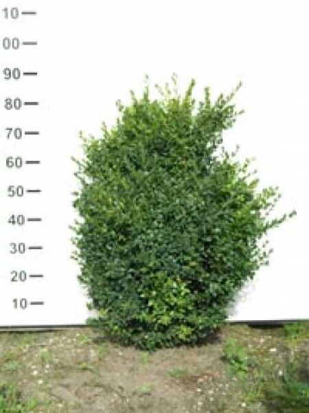 Gewöhnlicher Buchsbaum (Buxus sempervirens var. arborescens), Solitär, 60–80 cm, dicht verzweigter grüner Strauch mit Ballen